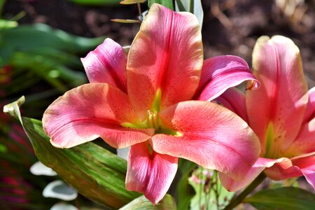 Bloom lilies stamen photo