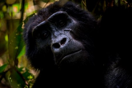 USAID Measuring Impact Conservation Enterprise Retrospective (Uganda; International Gorilla Conservation Program) (25422607817)