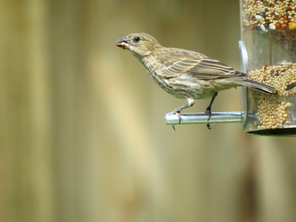 Bird brown and tan wildlife