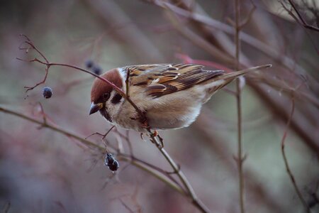 Nature sparrows living nature
