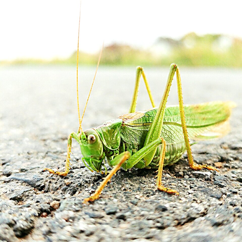 Insect green macro