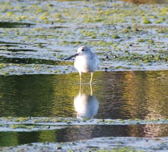 Lake animal nature