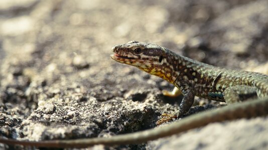 Nature animal reptile