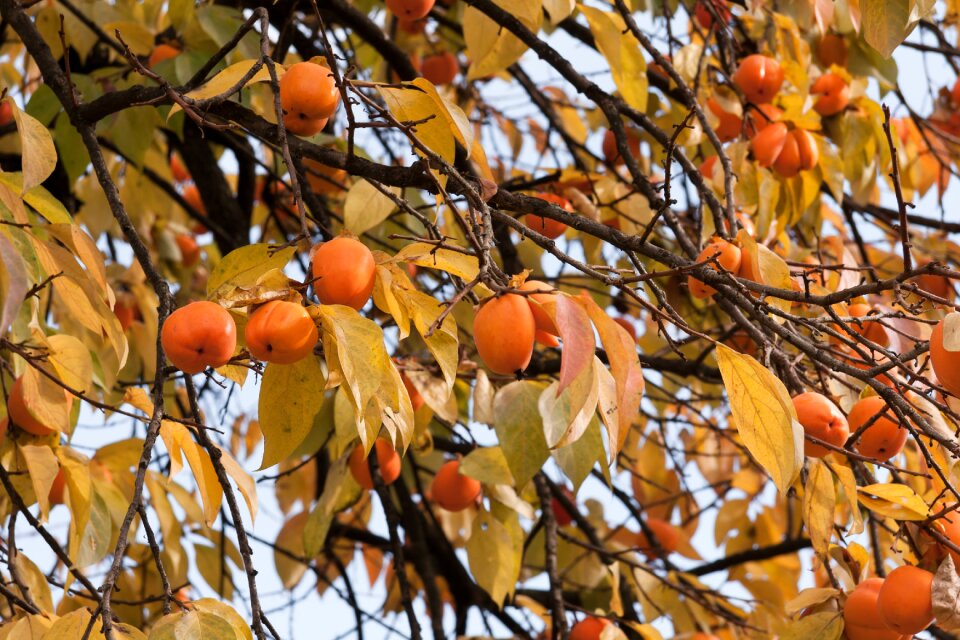 Fruit nature natural
