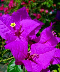 Purple plants floral photo