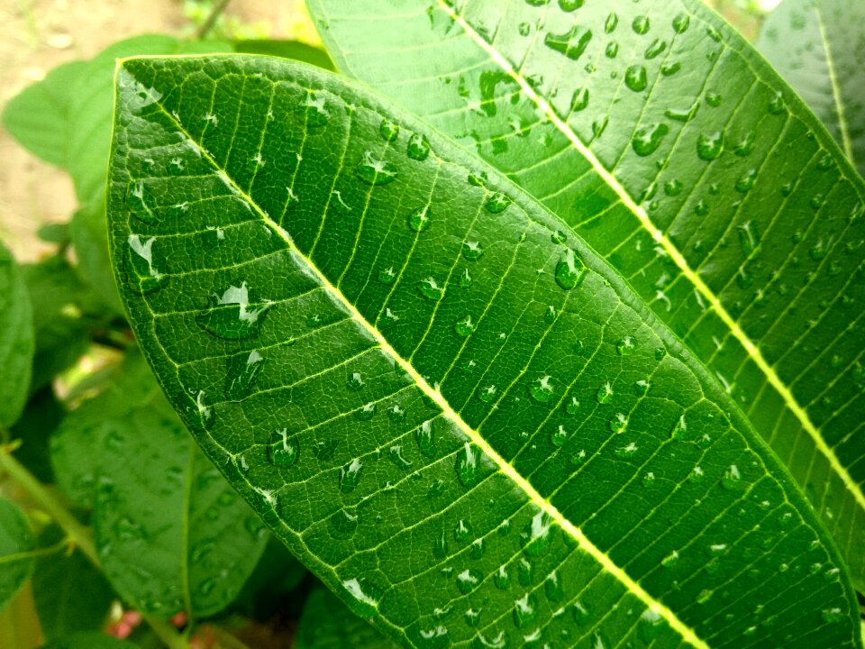 Rain rainy day raindrops photo