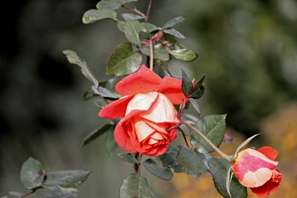 Bloom red rose flower