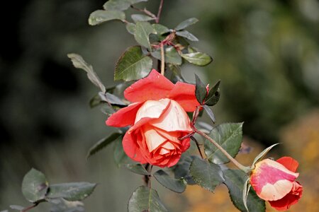 Bloom red rose flower photo