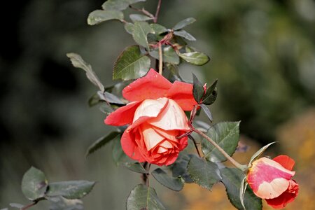 Bloom red rose flower