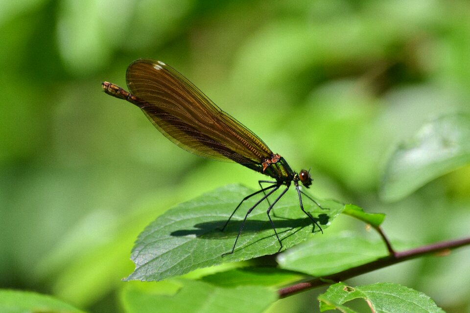 Green nature insects