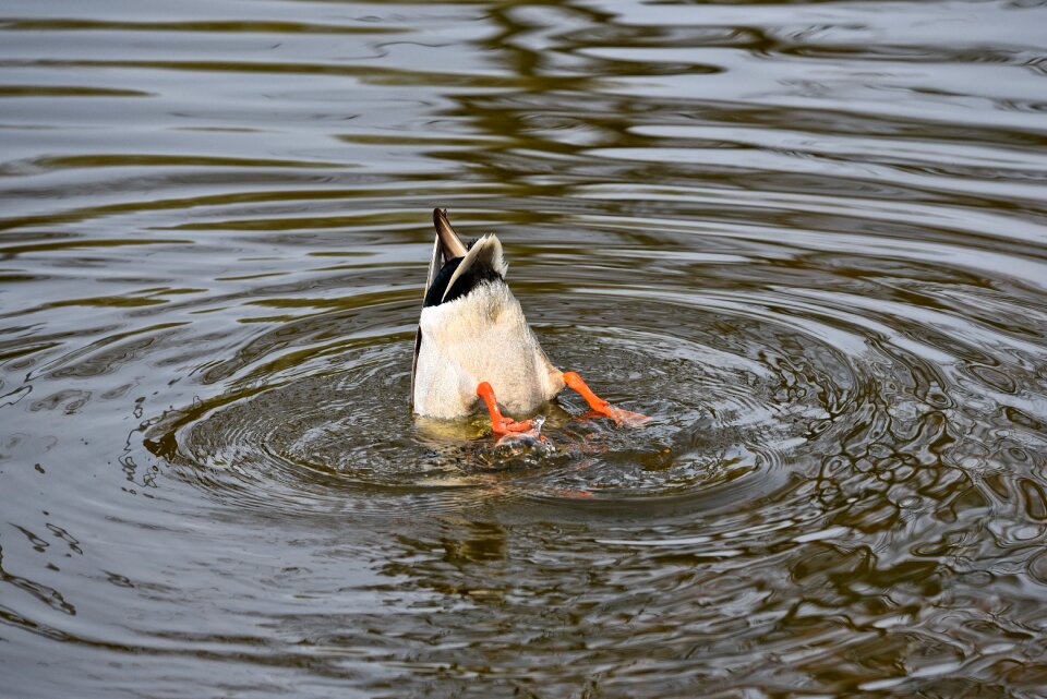 Bird water bird wildlife