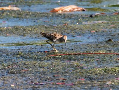 Nature shorebird outdoors