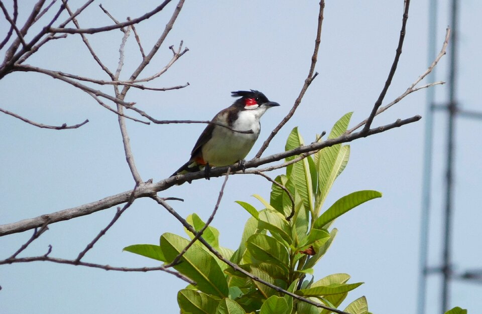 Red-whiskered bird feather