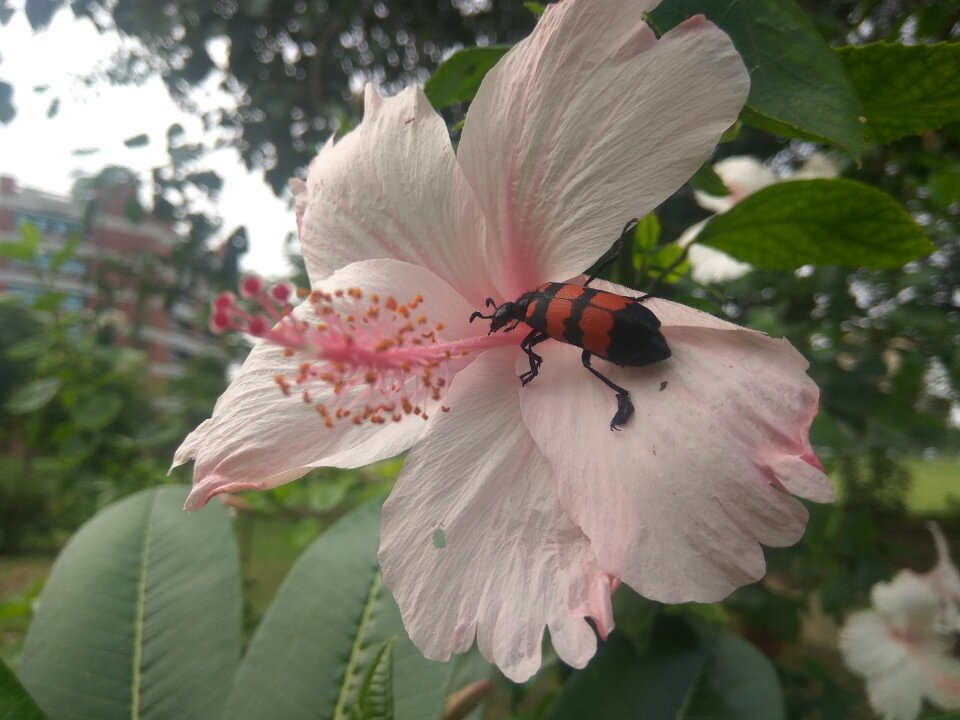Hycelus arthropoda flower
