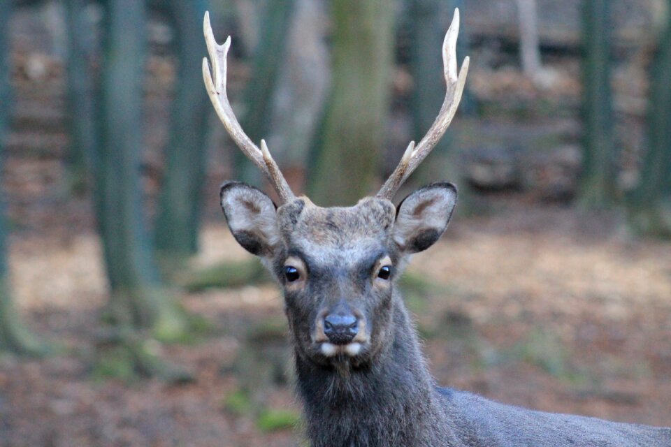 Nature animal antler