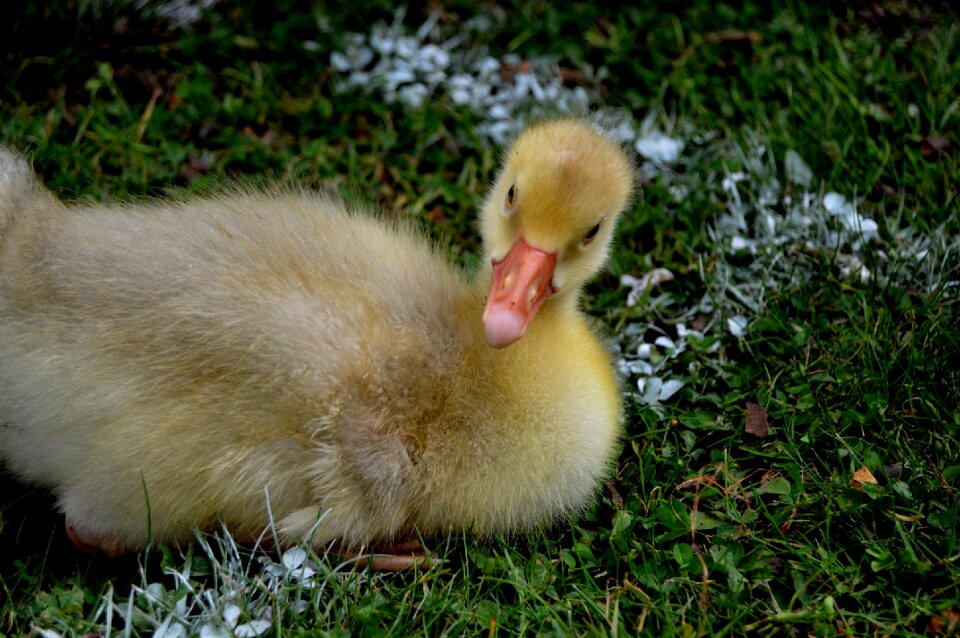 Pitch football pitch bird
