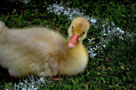 Pitch football pitch bird