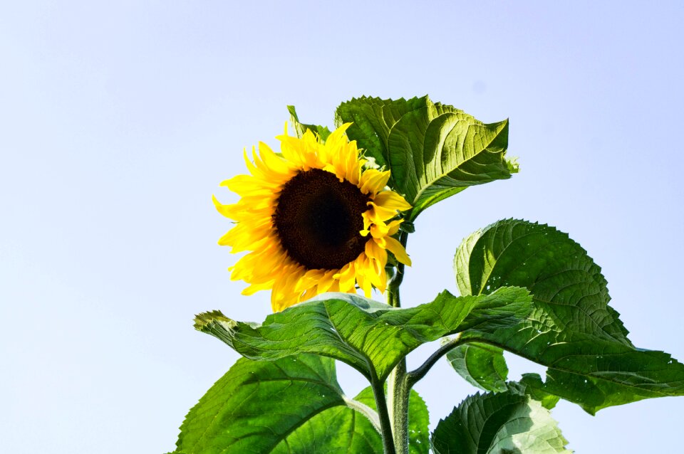Yellow flower garden close up