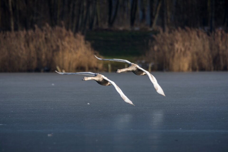 Winter waters ice
