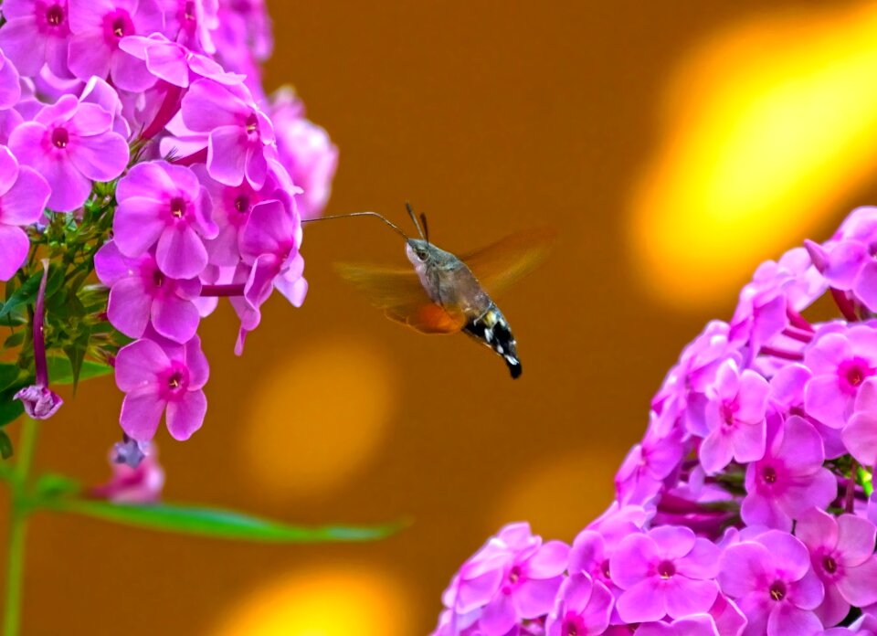 Flora garden summer