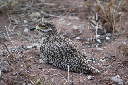 Outdoors animal stone-curlew photo