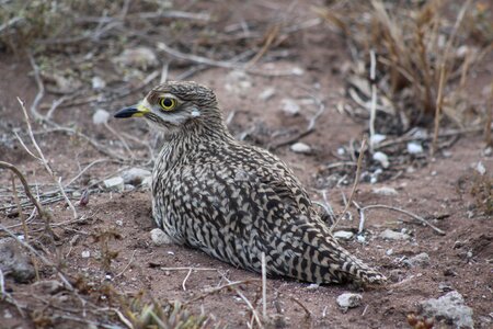 Outdoors animal stone-curlew