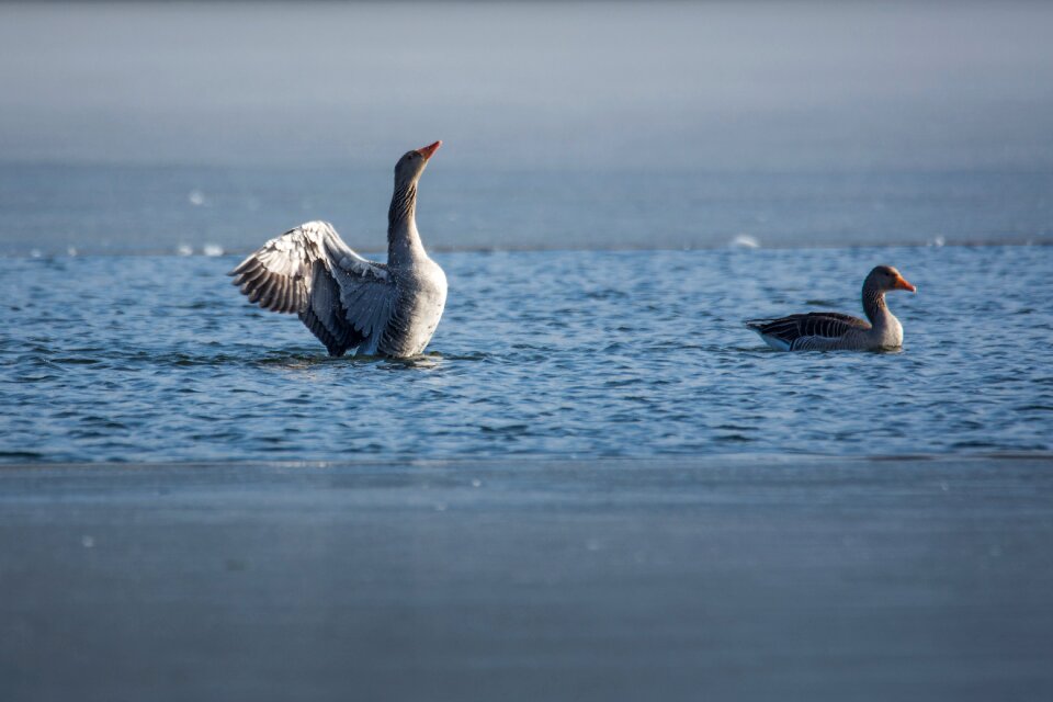 Goose greylag goose lake
