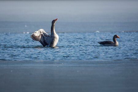 Goose greylag goose lake