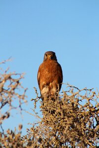 Animal outdoors falcon