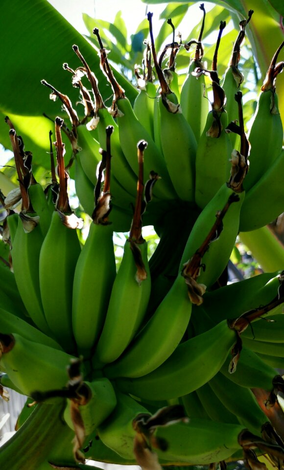 Bunches plants green banana