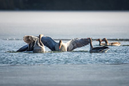 Goose greylag goose lake