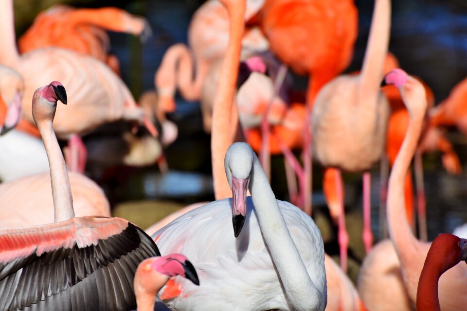 Pink bill plumage photo