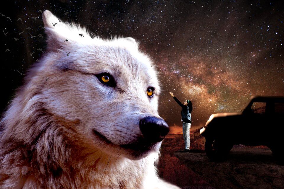 Wolf jeep wrangler cosmos