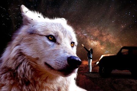 Wolf jeep wrangler cosmos