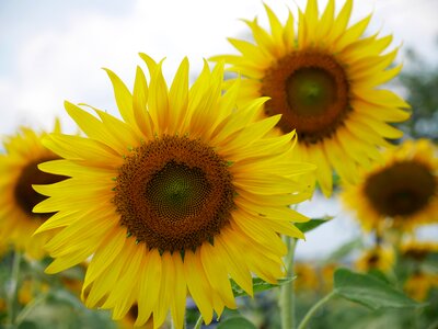 Bee bright flower garden photo