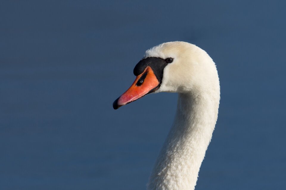 Animal world swan feather