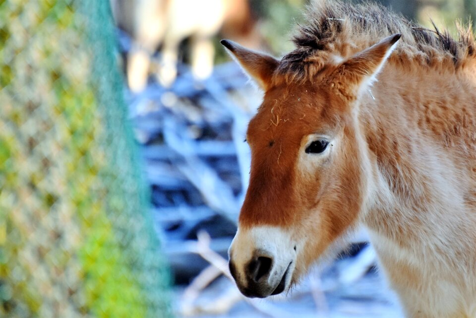 Livestock animal zoo