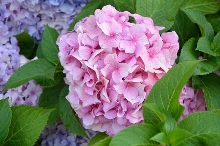 Plant pink flower brittany