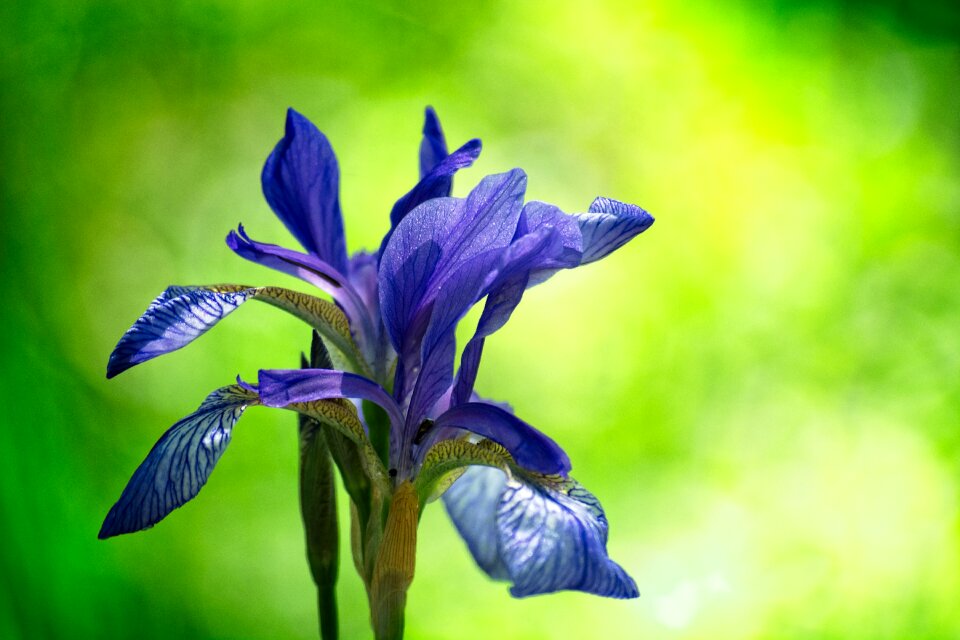 Blue iris plant blue