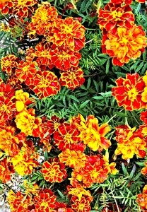 Orange brown garden plant
