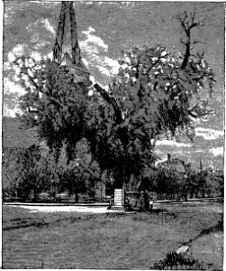 Washington Elm-Suggestive Programs-0043