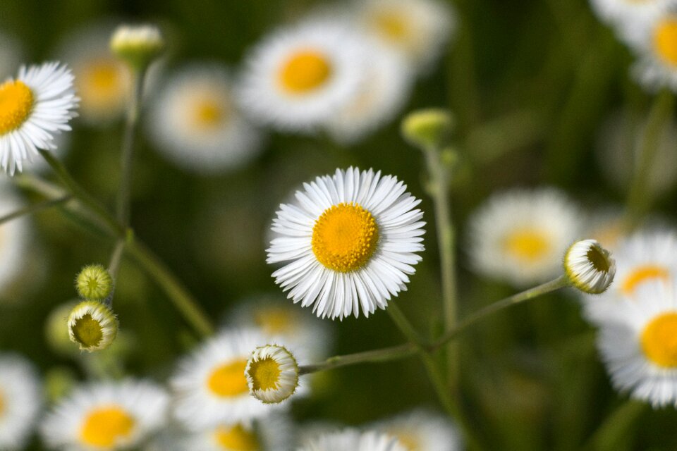 Summer field white