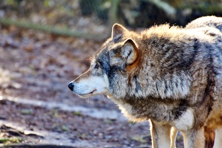 Pack animal carnivores dangerous photo