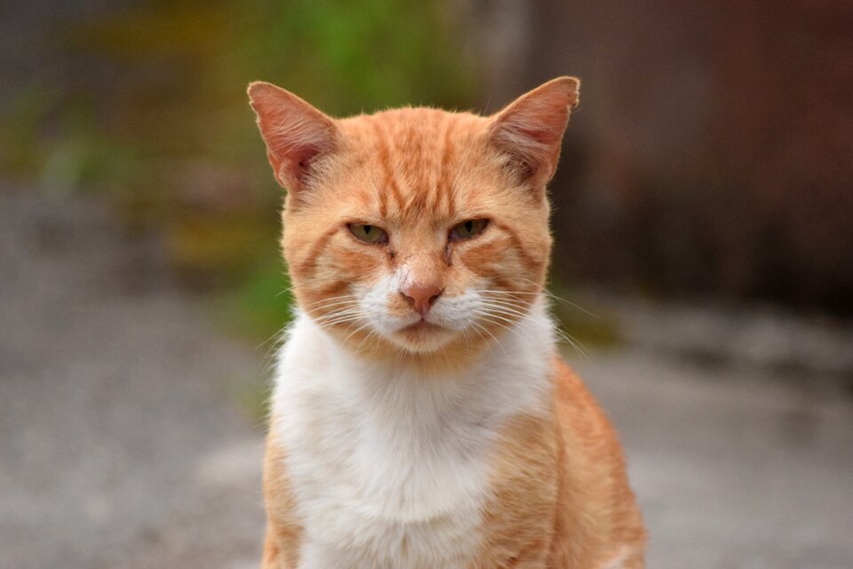 Yellow cat eyes european cat