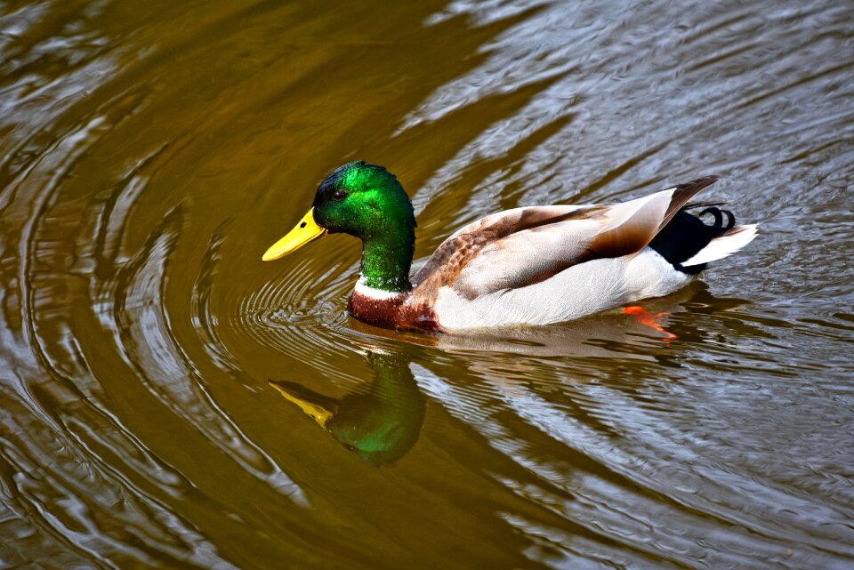 Bird water bird wildlife