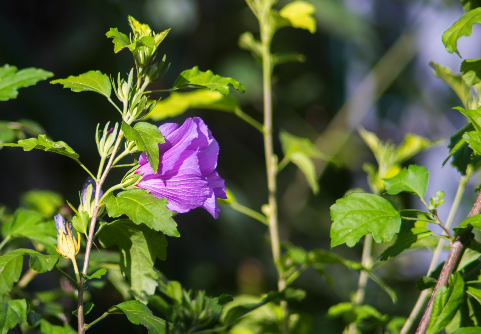 Hibiscus plant flower