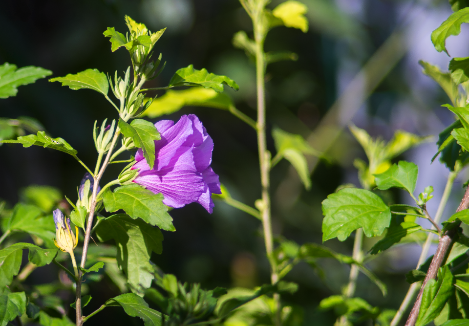 Hibiscus plant flower photo