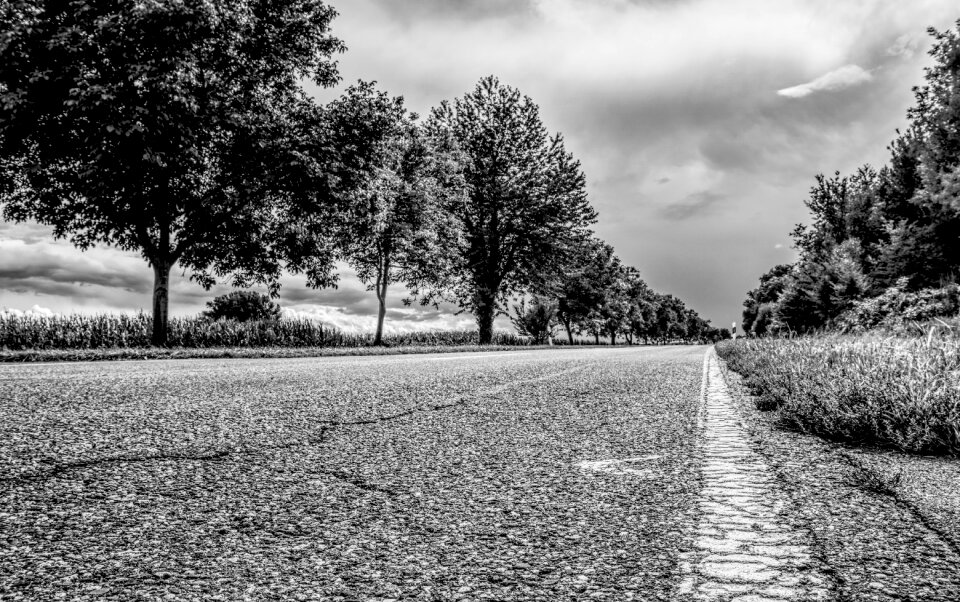 Trees forest roadway