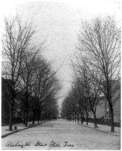 Washington Street shade trees LCCN2002697454