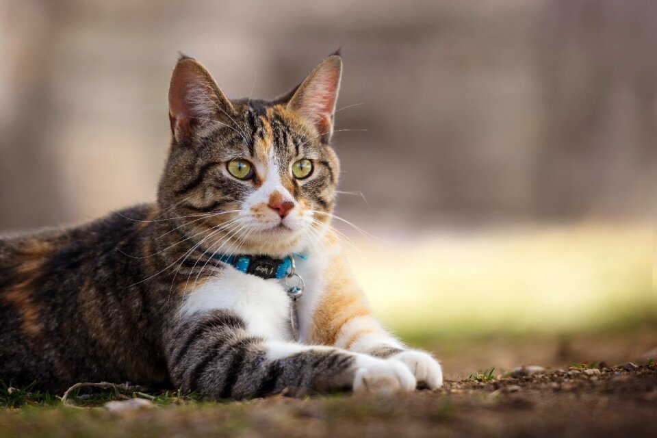 Nature pet cat